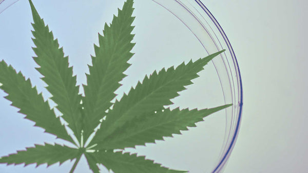 Cannabinoid Spotlight: The Potential Benefits of CBN