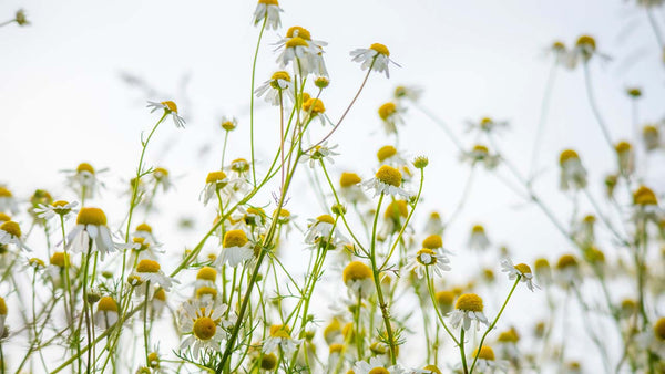 Ingredient Spotlight: Sweet, Soothing Chamomile