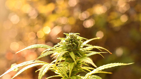 CBD 101 For Beginners - How to Buy and Use CBD