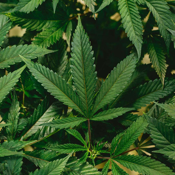 Hemp Legalization 101: Everything You Need To Know About The 2018 Farm Bill