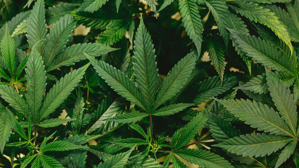 Hemp Legalization 101: Everything You Need To Know About The 2018 Farm Bill