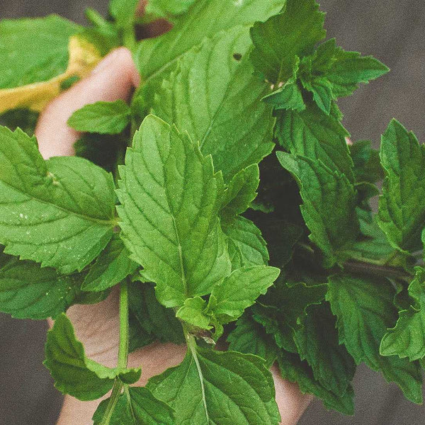 Ingredient Spotlight: Is Lemon Balm the Elixir of Life?