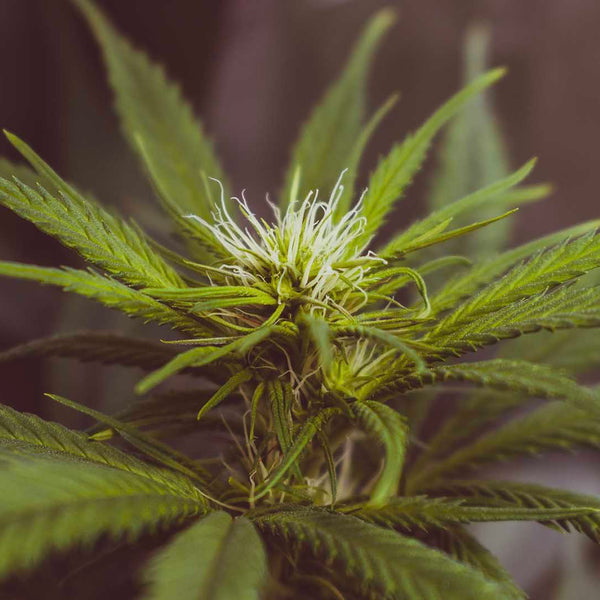 What is 'Bioavailability' and How Does it Change CBD Absorption?