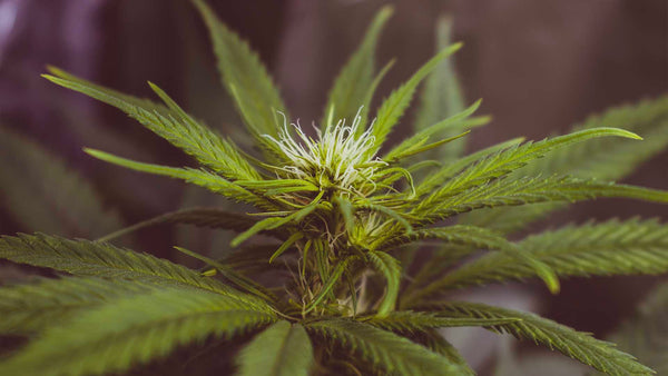 What is 'Bioavailability' and How Does it Change CBD Absorption?