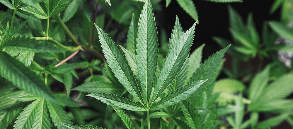 Wait, What!? I Thought Hemp and Marijuana Were the Same Thing!