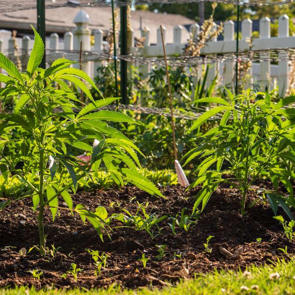 Hemp plants being grown in a backyard garden near a white picket fence