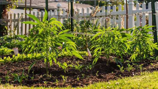 How Homegrown Hemp Can Improve Your Life